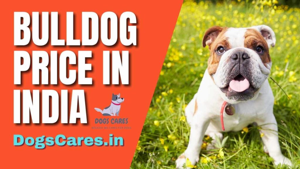Bulldog price in India