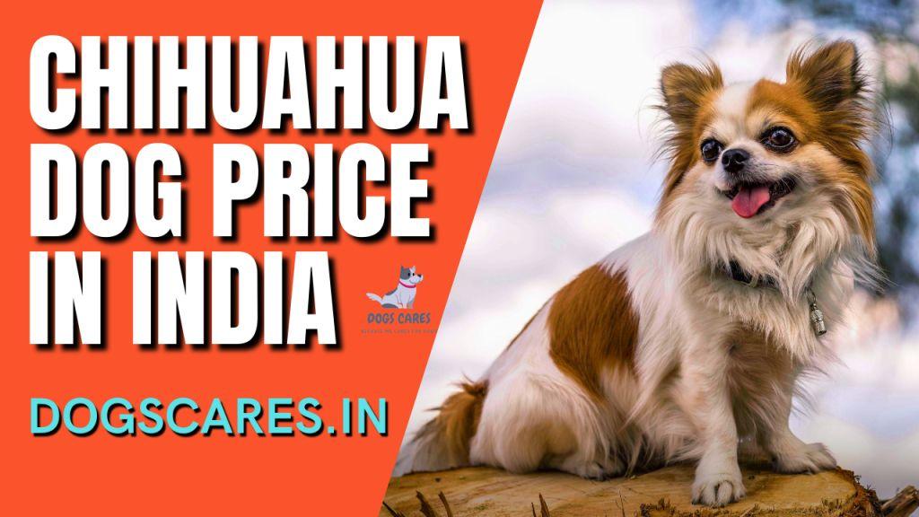 Chihuahua Dog Price in India