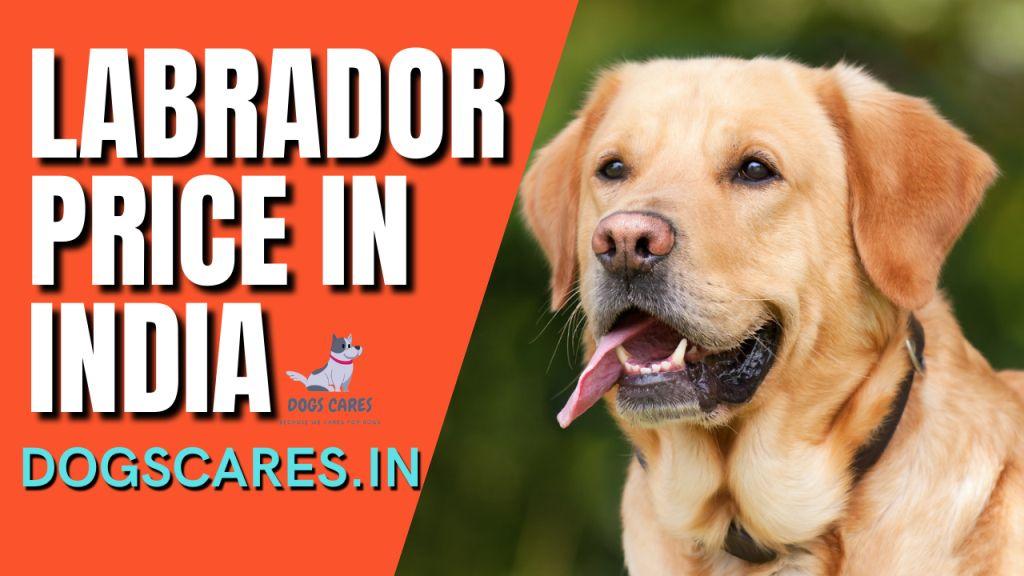 Labrador Price in India