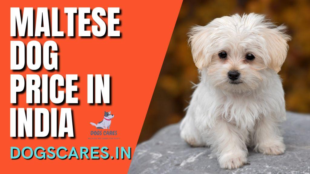 Maltese dog price in India