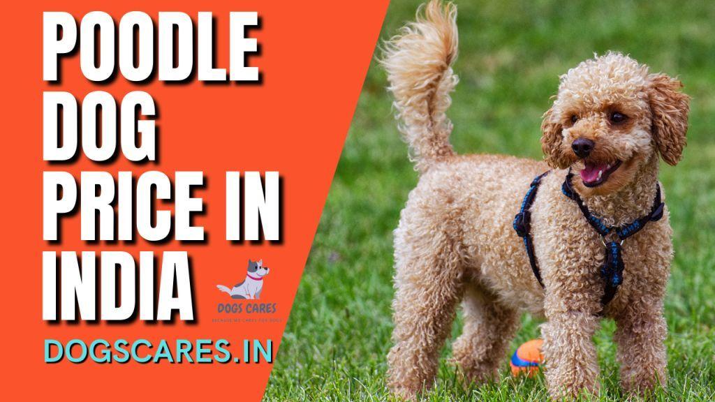 Poodle dog price in India
