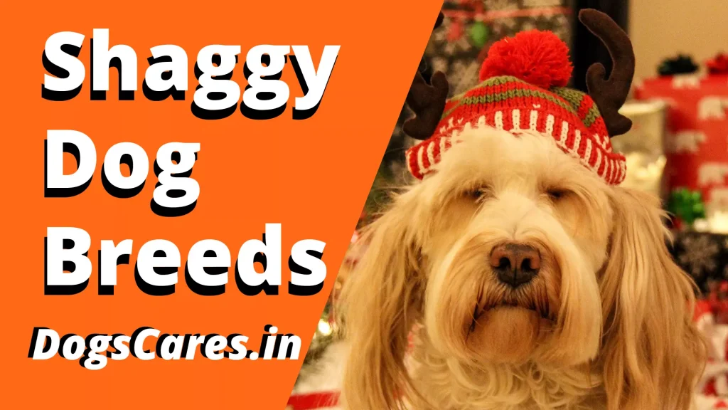 Shaggy dog breeds