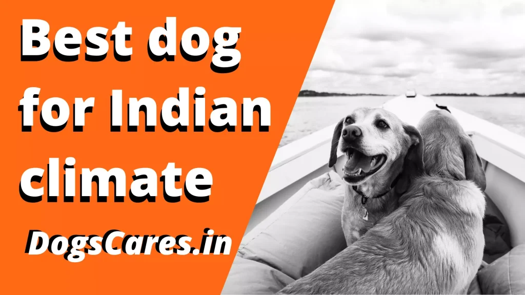 Best dog for Indian climate