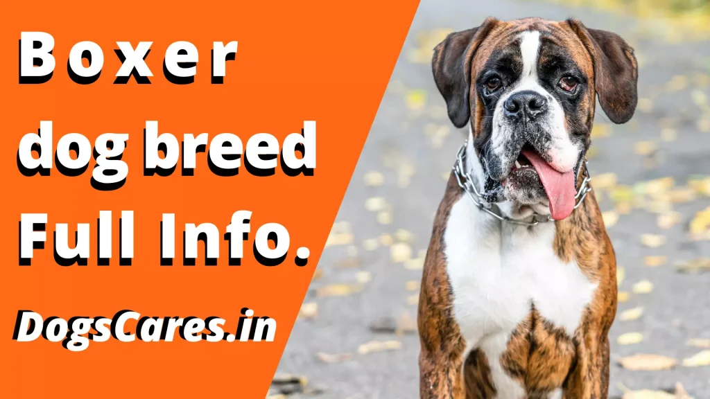 The Boxer dog breed