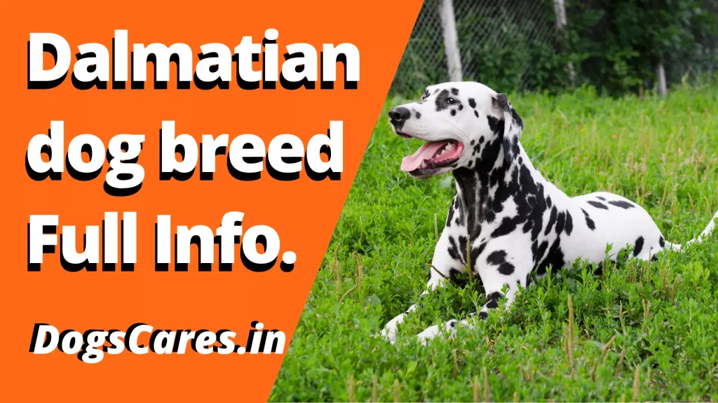 Dalmatian dog breed