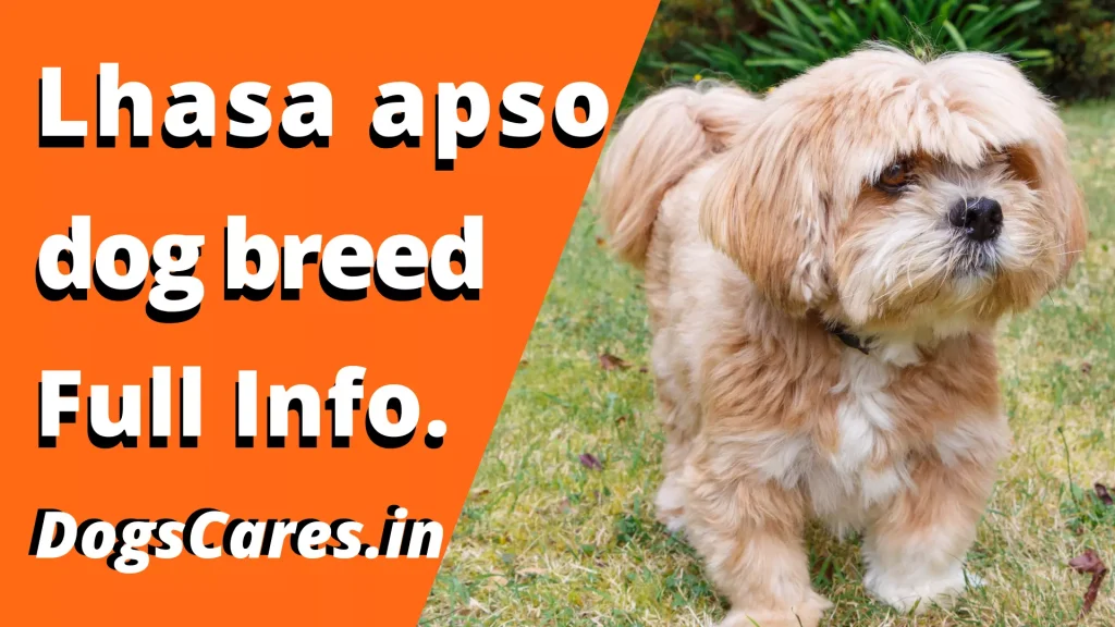 Lhasa apso dog breed