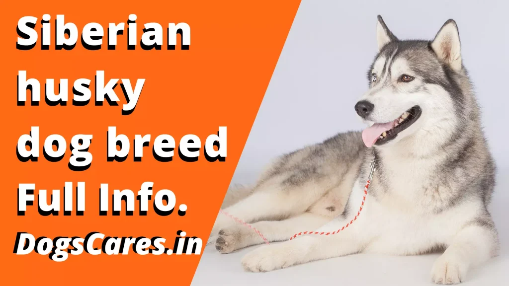 Siberian husky dog breed