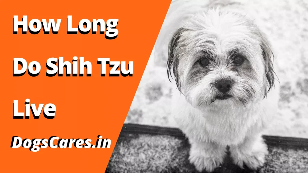 How Long Do Shih Tzu Live