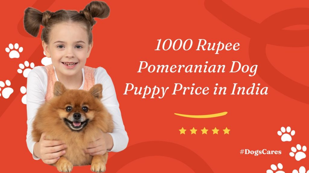 1000 Rupee Pomeranian Dog Puppy Price in India