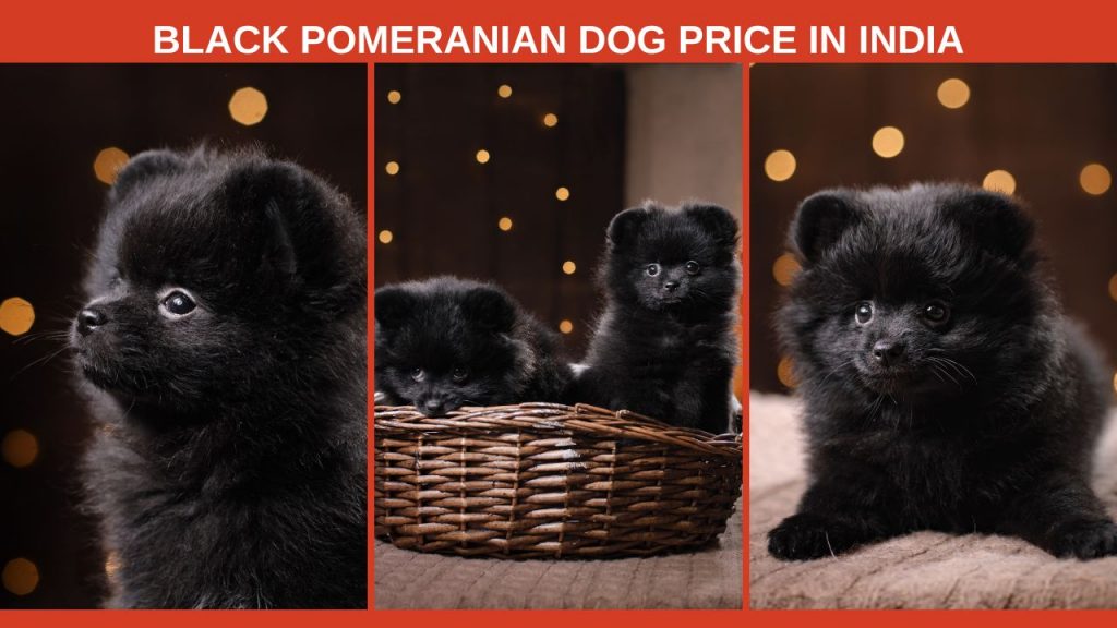 Black Pomeranian Dog Price in India