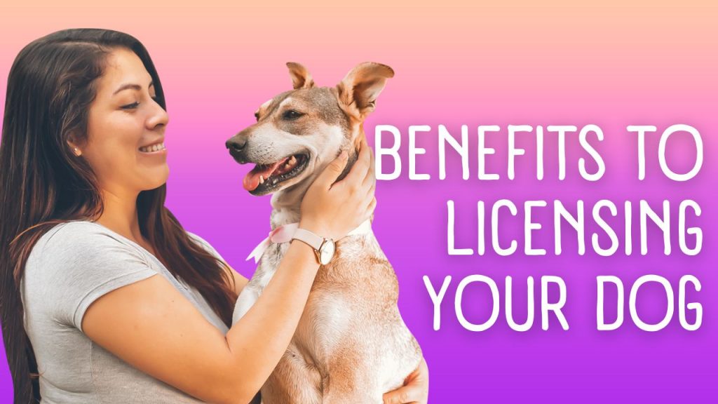 5 Benefits to Licensing Your Dog