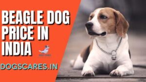 Beagle Dog price in India