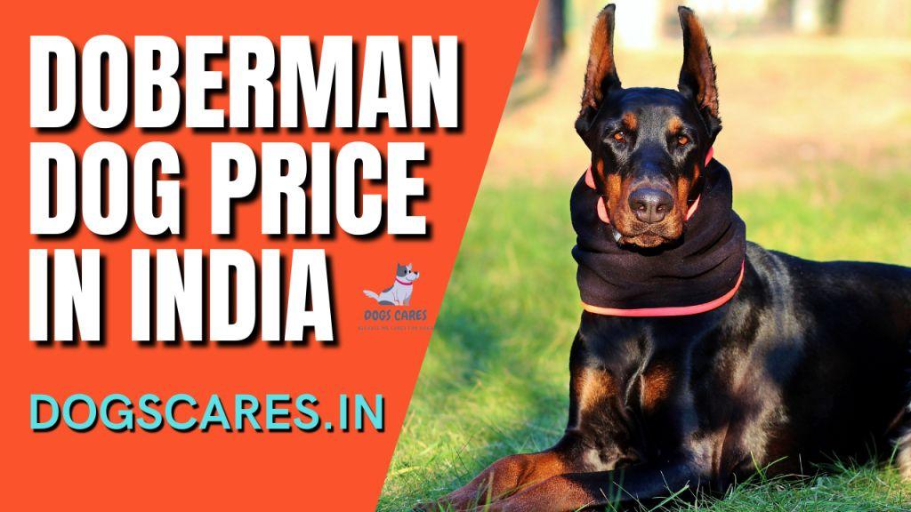 Doberman Dog Price in India