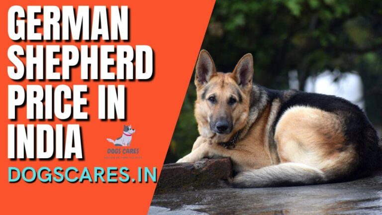 German shepherd dog price in India