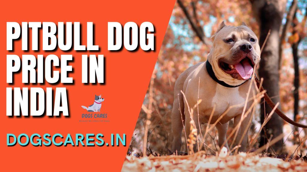 Pitbull Dog Price in India