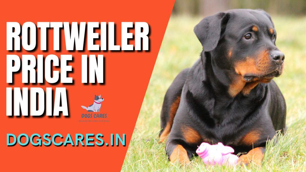 Rottweiler Price in India