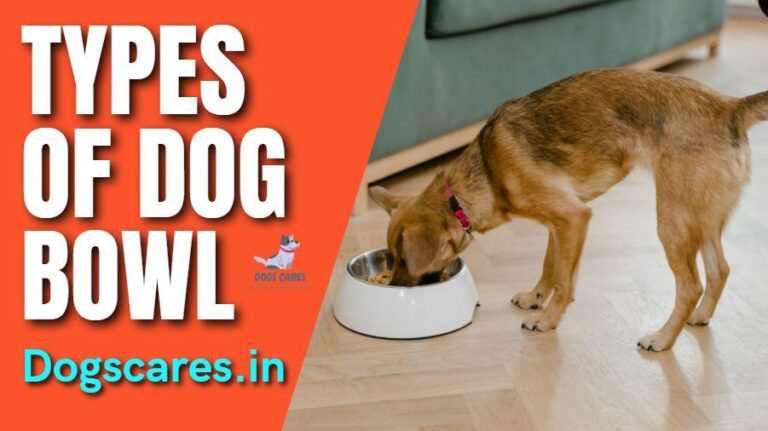types of dog bowl