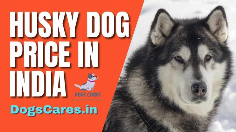 husk dog price in India