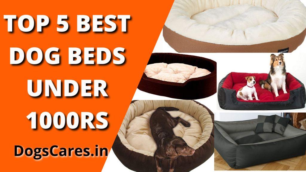 Top 5 best dog beds under 1000