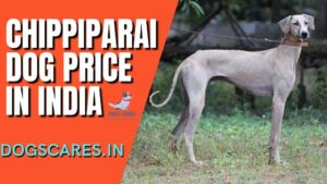Chippiparai dog price in India