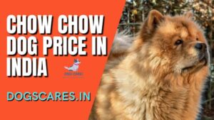 Chow Chow dog Price in India