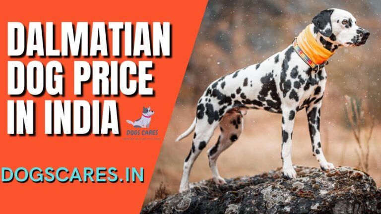 Dalmatian dog price in India