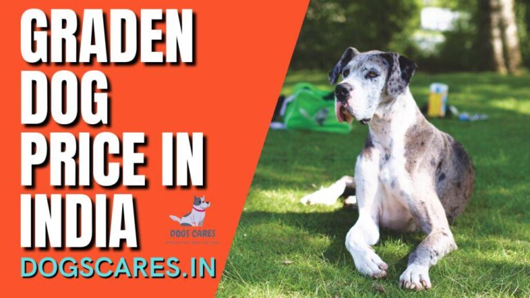 Graden dog price in India