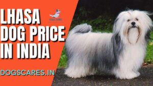 Lhasa dog price in India