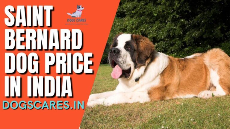 Saint Bernard dog price in India