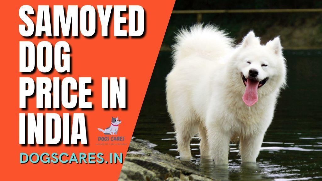 Samoyed dog price in India