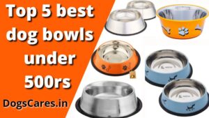 Top 5 bed dog bowls under 500