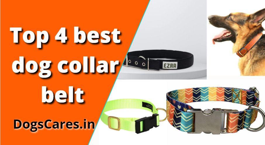best dog collar belt