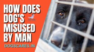 How does dog's misused by man