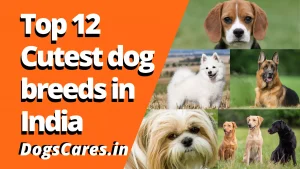 Cutest dog breeds in India