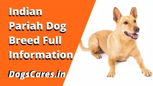Indian Pariah Dog Breed
