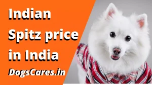 Indian Spitz price