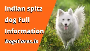 Indian spitz dog