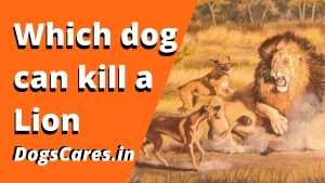 Which dog can kill a lion