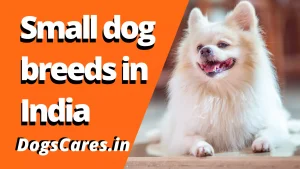 Small dog breeds in India