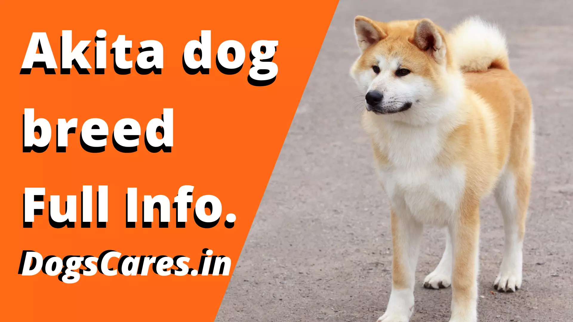 Akita dog breed