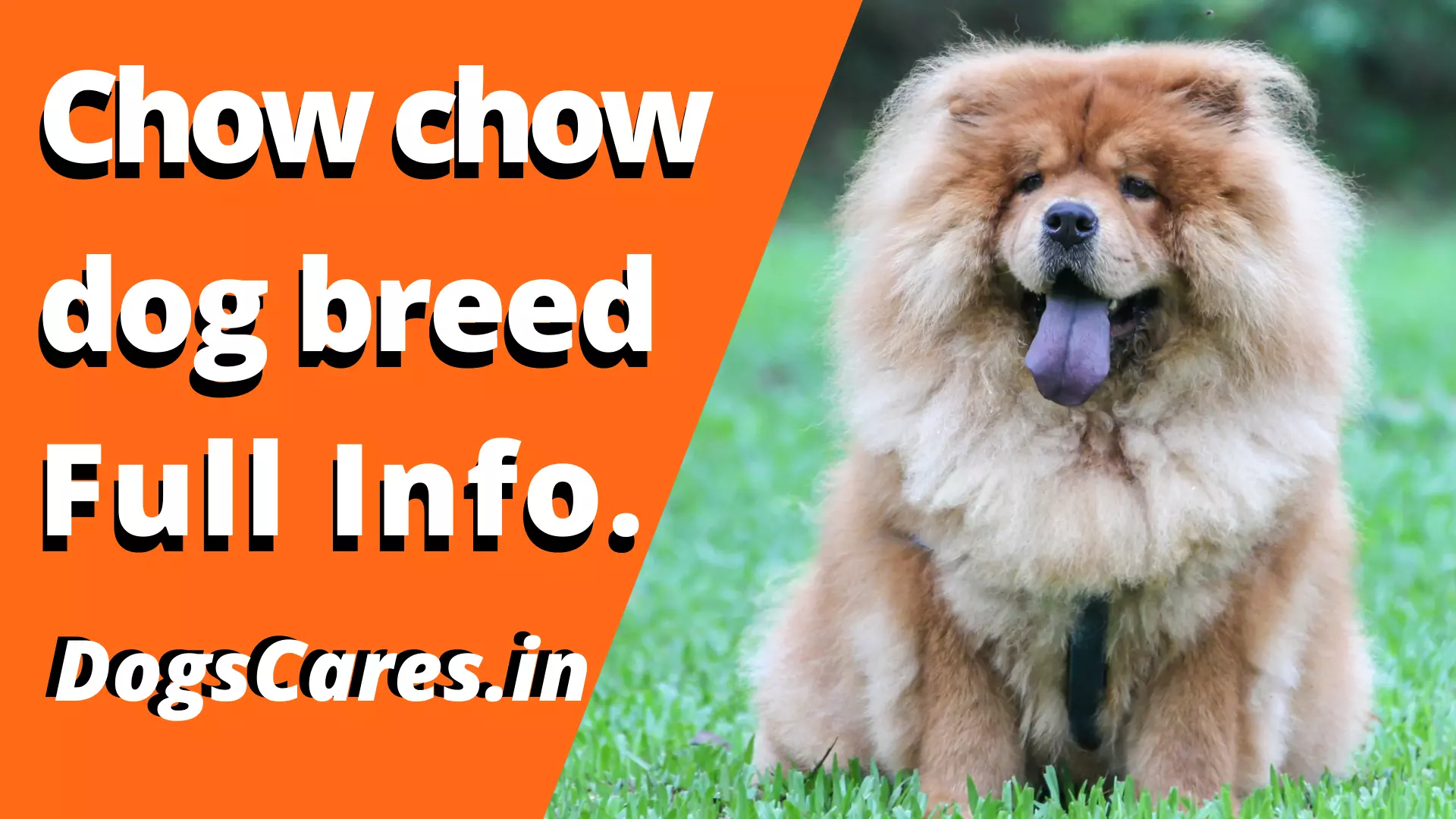 Chow chow dog breed