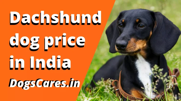 Dachshund dog price in India