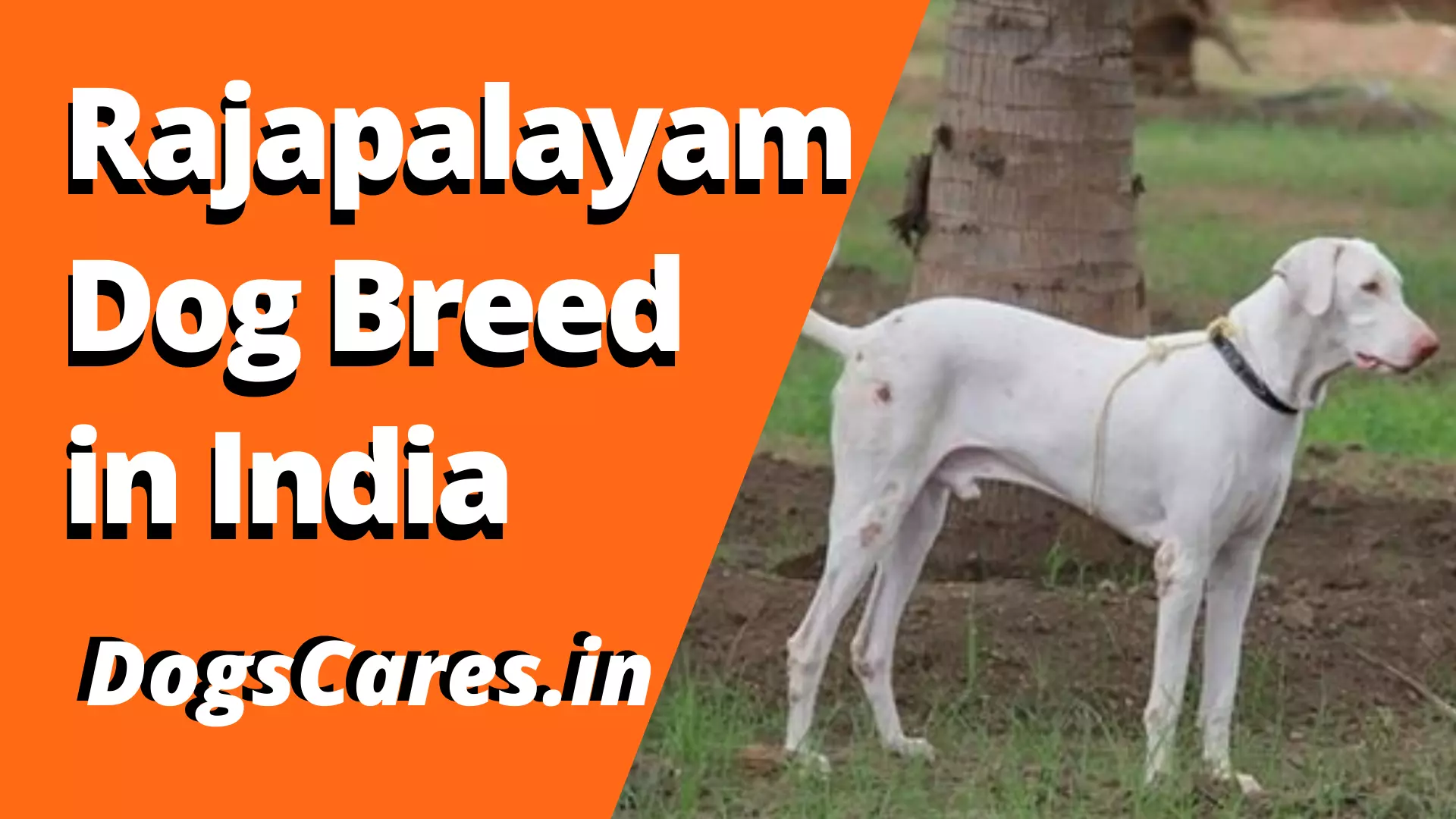 Rajapalayam Dog Breed