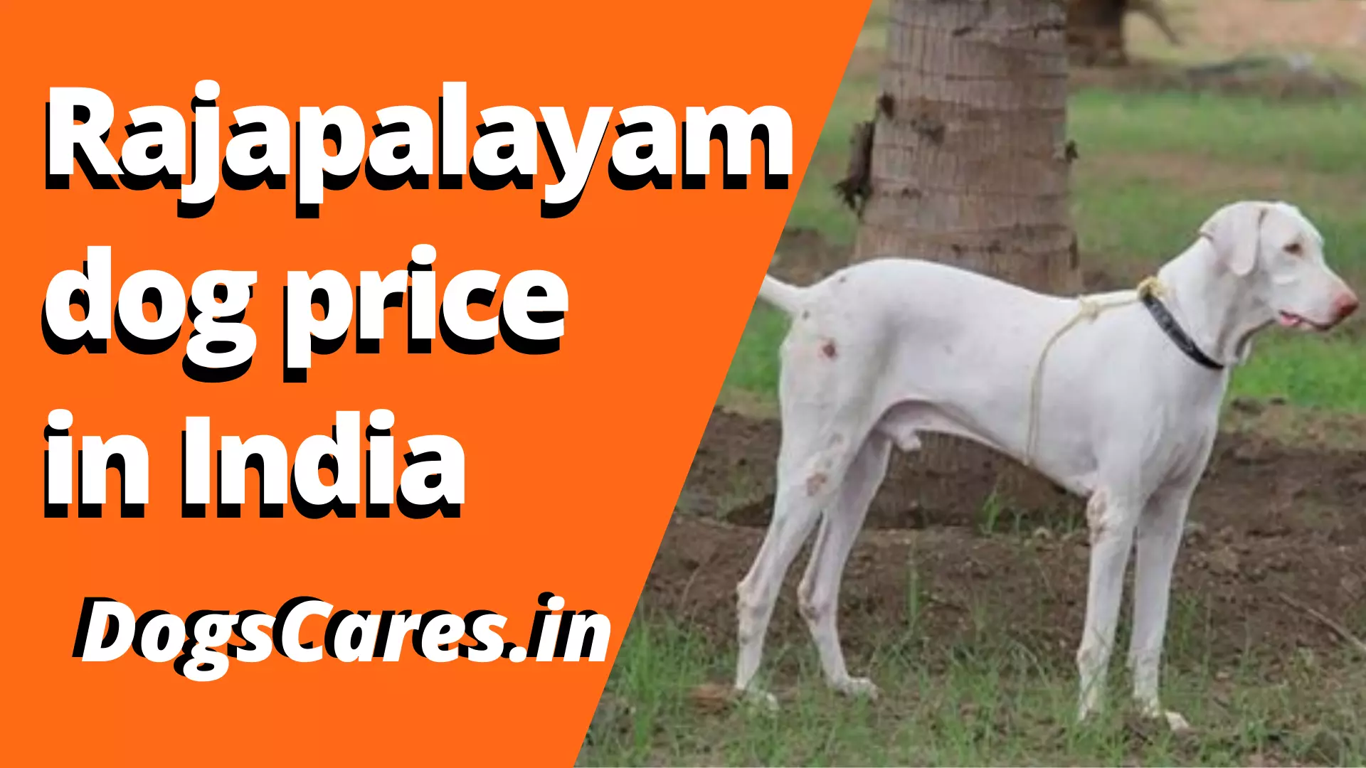 Rajapalayam dog price