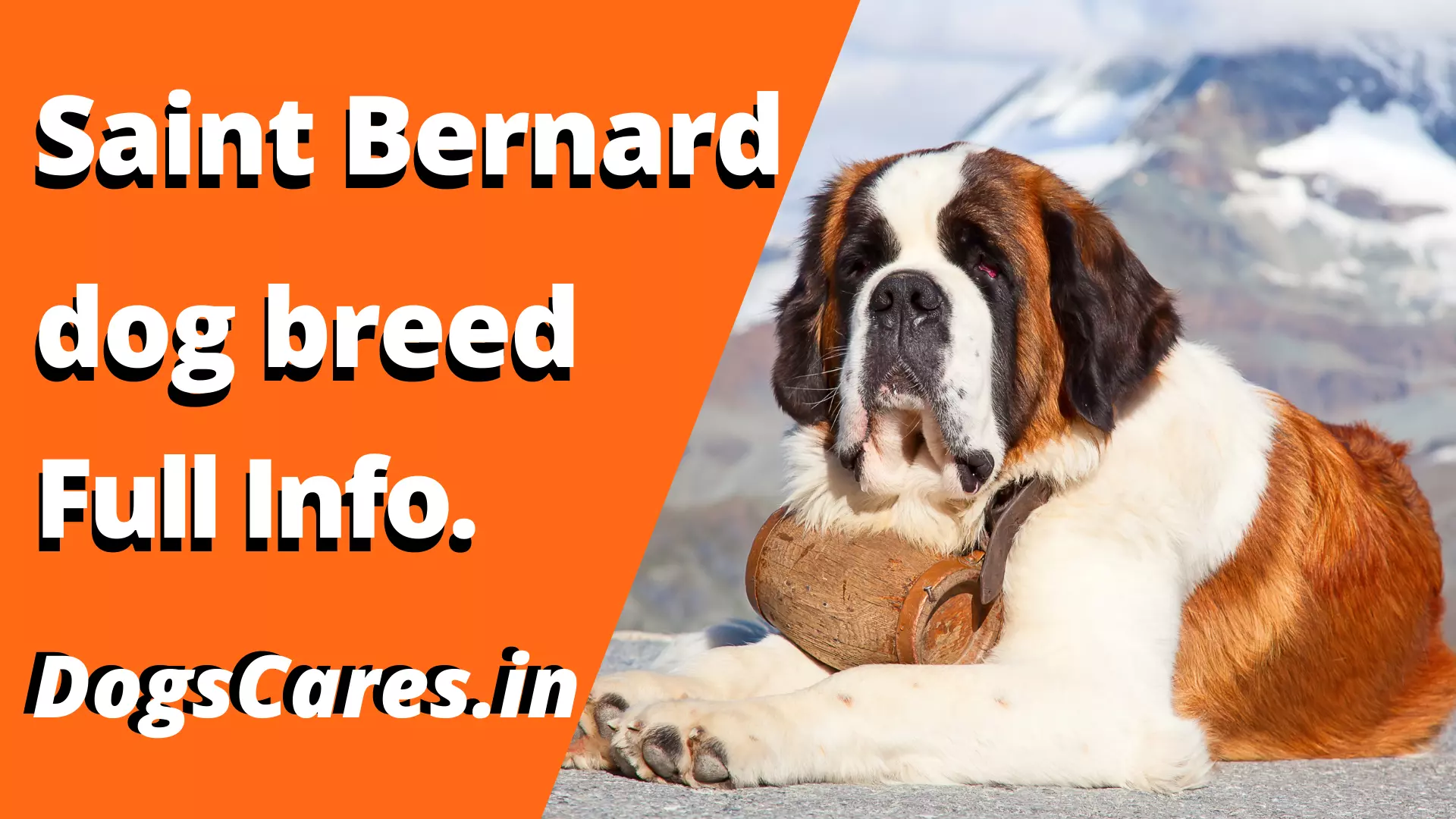 Saint Bernard dog breed