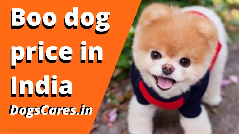 Boo dog price in India
