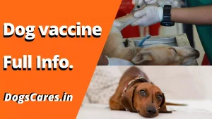 Dog vaccine