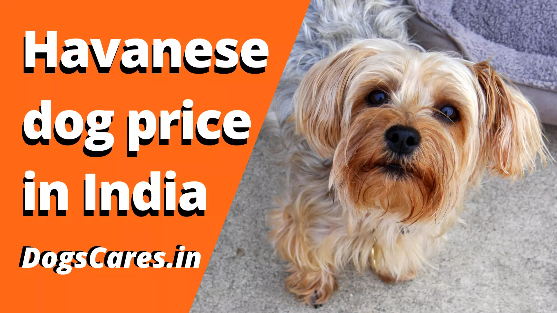 Havanese dog price in IndiaHavanese dog price in India