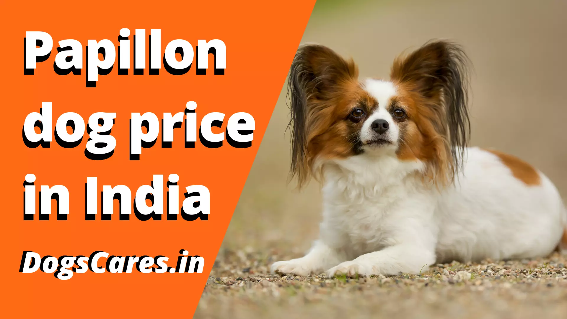 Papillon dog price in India