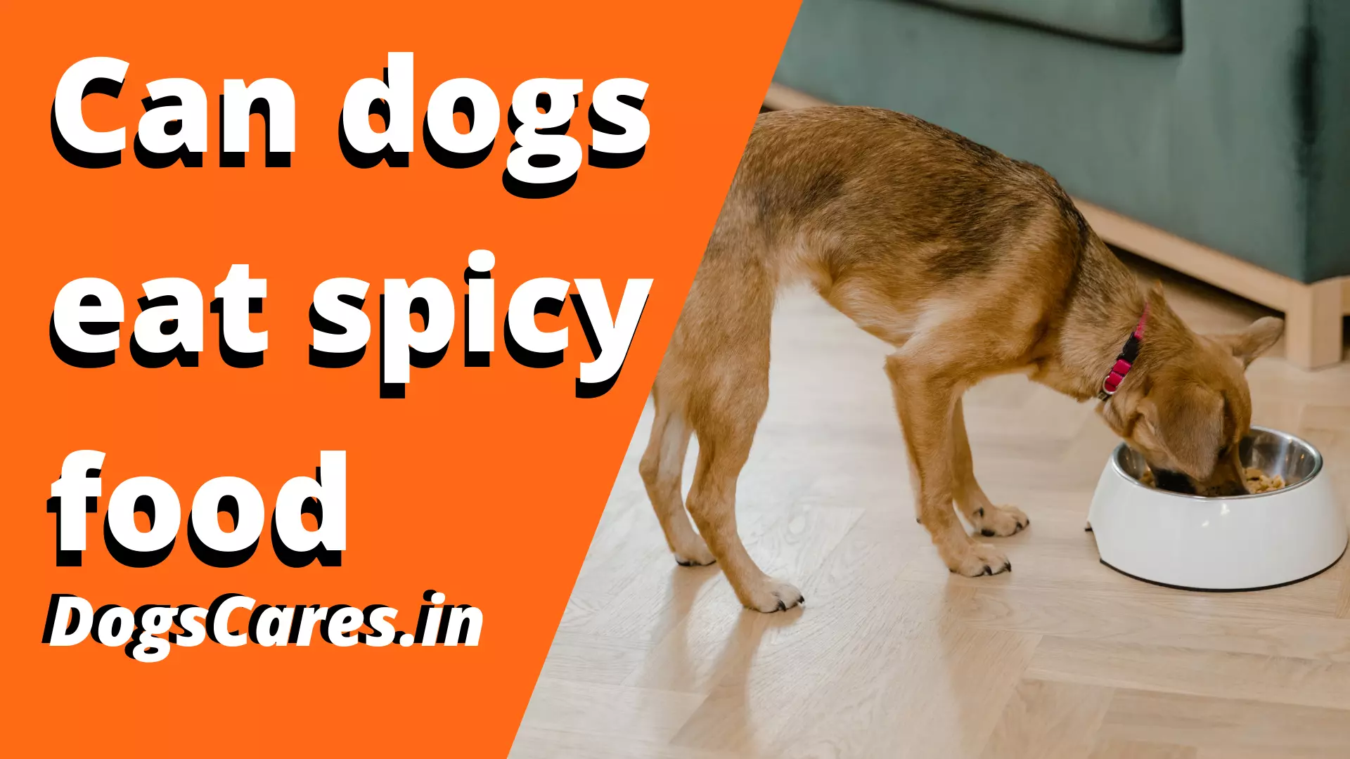 Can dogs eat spicy food